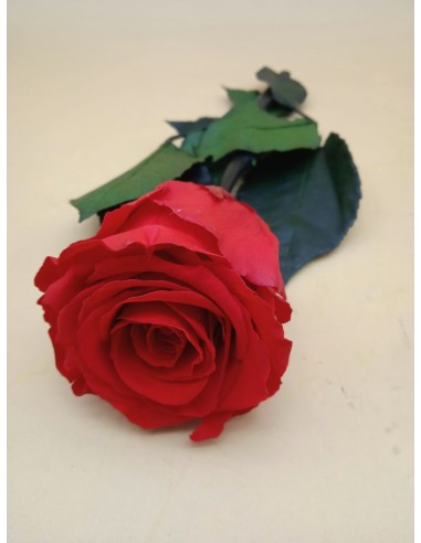 Rosas Eternas Rojas RN – Visto Flowers