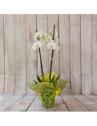 Orquídea Phanelopsis amarilla PREMIUN. Orquídea extra de 2 varas de flor,  con una altura 60 cm. Comprar plantas.