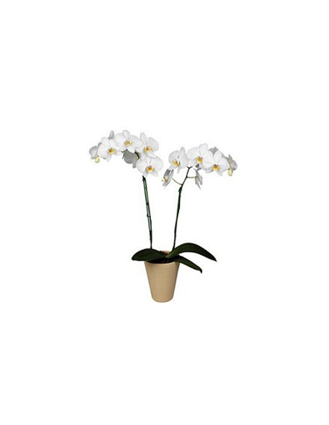 Comprar Orquídea Phalenopsis para regalo a domicilio. Envío gratis 24h