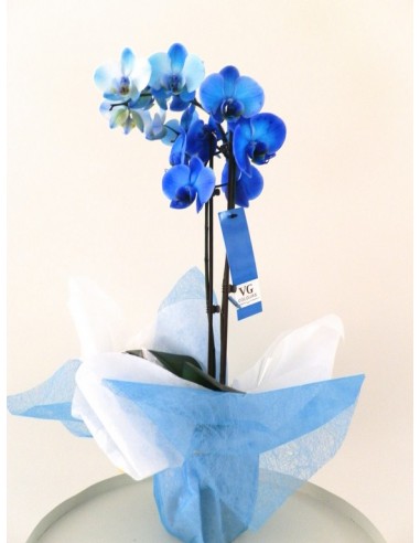 Comprar orquídea Phalenopsis azul. Orquídea a domicilio gratis 24h.