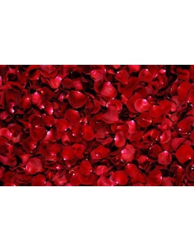Pétalos de rosa roja  Florería Villaflores